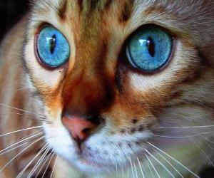 Puzzle μπλε μάτια της γάτας